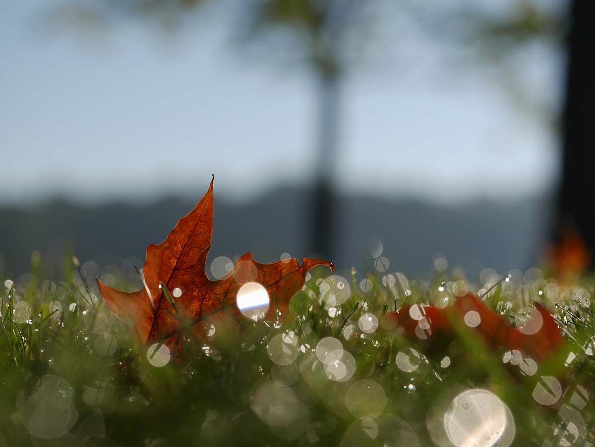 fall wallpapers macro photography of maple leaf fall backgrounds